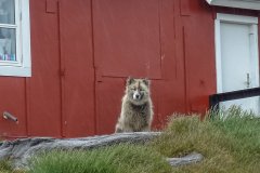 dsc02243_greenland