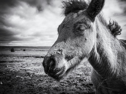 IMG_7601bw
