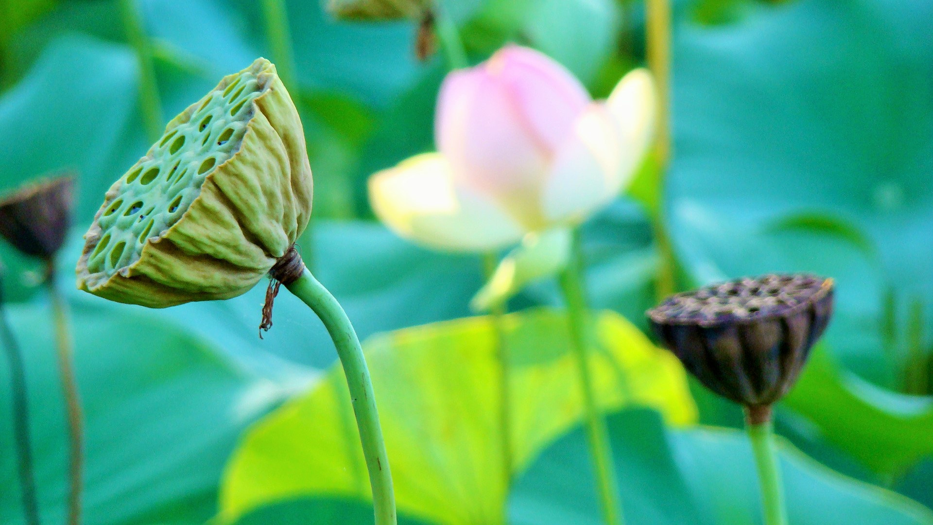Нихт малина, есть лимоны: приезжайте в Сирмионе!Элеонора Ножкина
