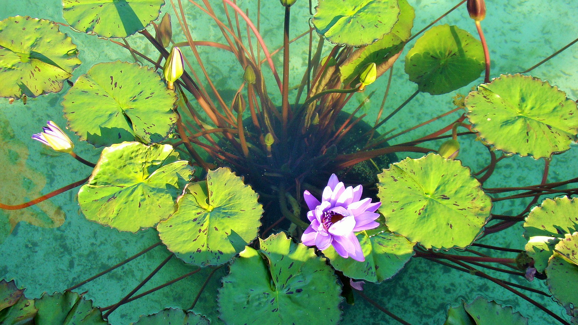 Элеонора Ножкина: «Граждане, чё будет-то?»Реплика