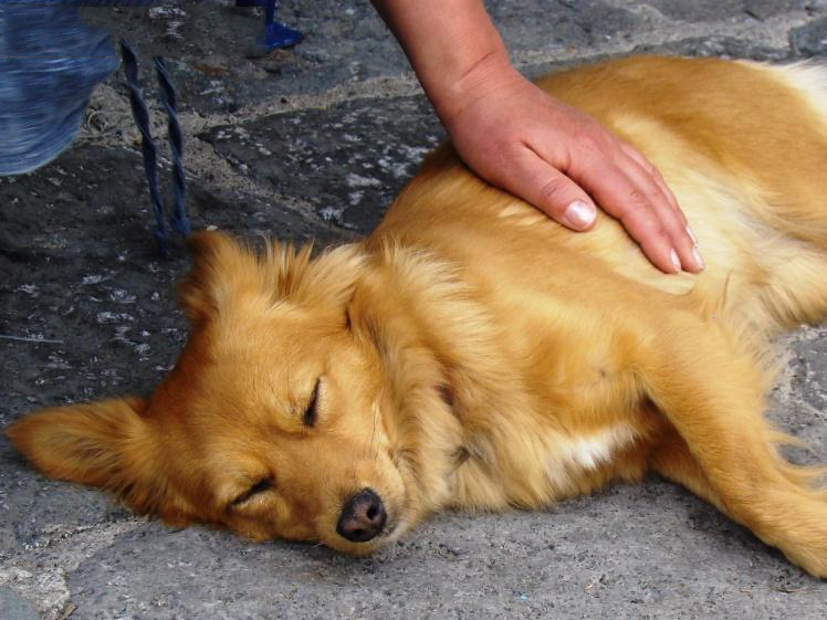 Человеки и звери всех стран, объединяйтесь!Элеонора Ножкина