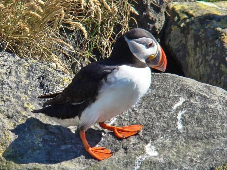 Тупикинята учатся летать… под марш гейевОбзор исландской прессы