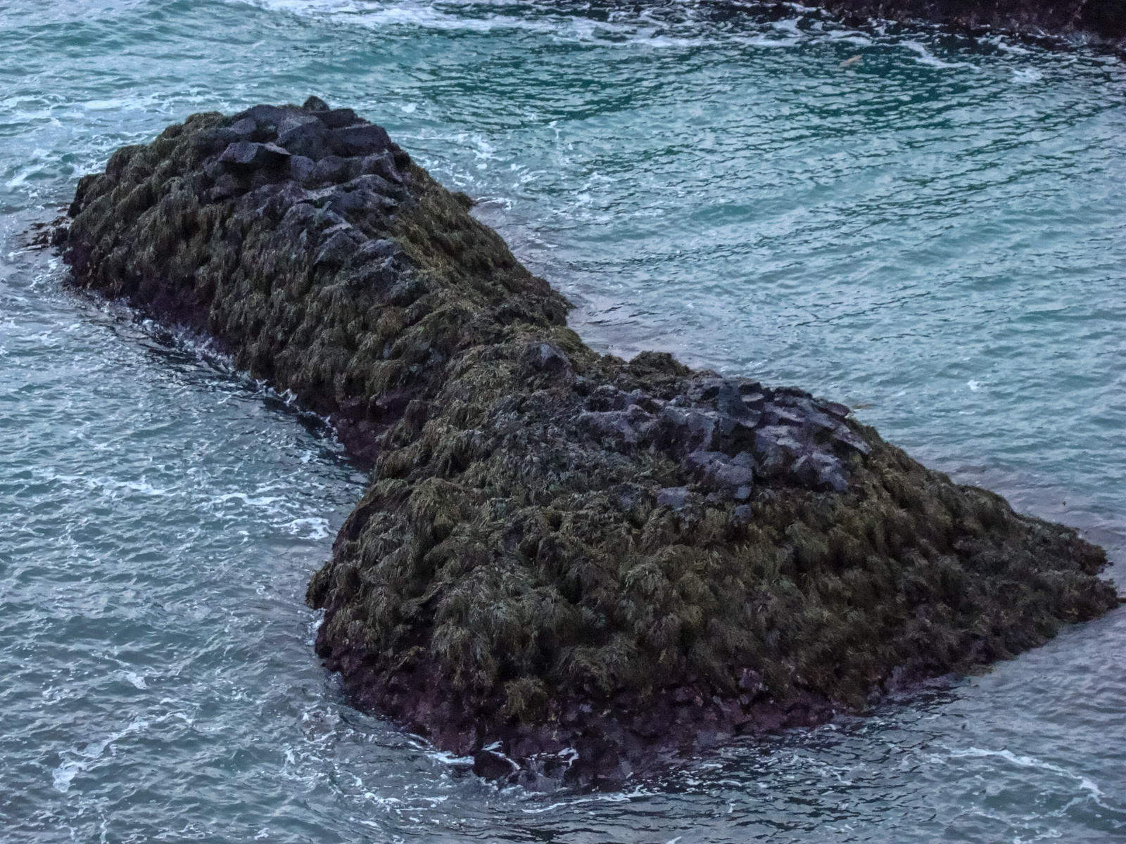 «Willy Rising» или самый уёвый музей в миреИсландский фаллологический музей