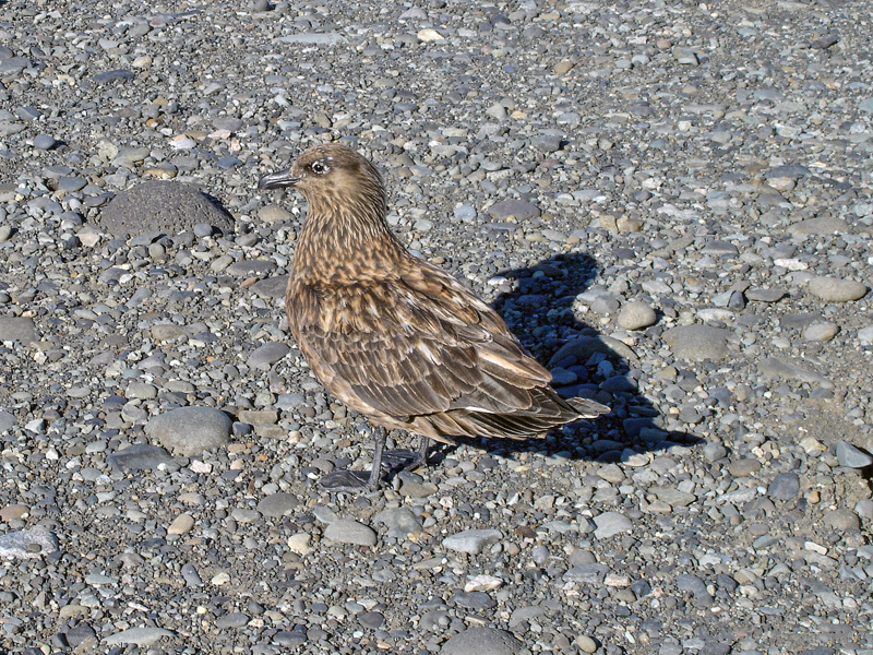 Большой поморник, одень намордник!Catharacta skua