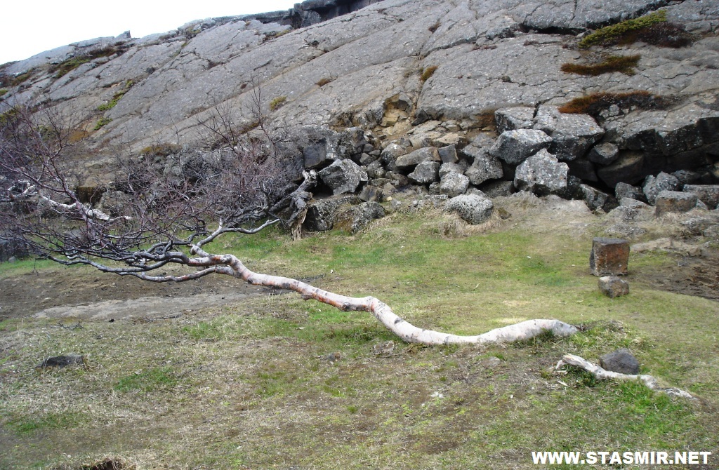 Деревья нетрадиционной ориентацииО пропаганде горизонтального образа жизни