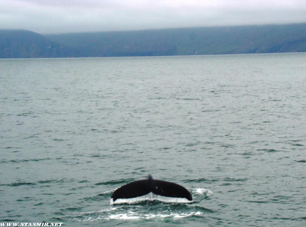 Как встречать арктические рассветы в приятной китовой компанииПанорама Исландии