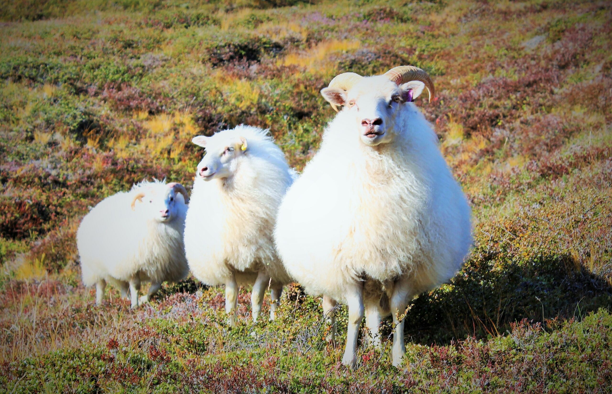 Гйауин: молчание ягнятGjáin