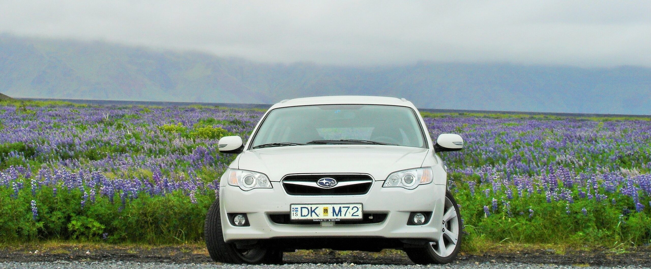 РАПСодическая ЛЮПИНизацияАляскинский волк