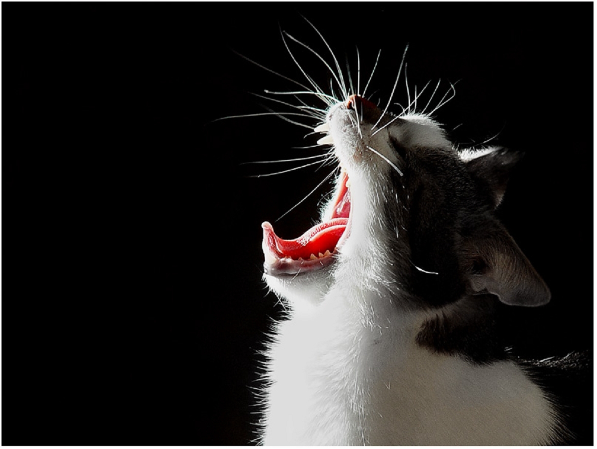 Адвент по-исландскиШестой из Йоласвейнаров