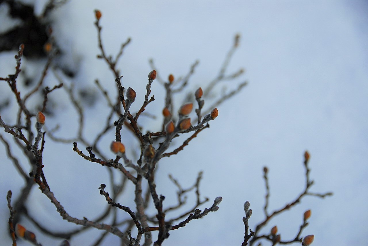 Адвент по-исландскиПервый из Йоласвейнаров