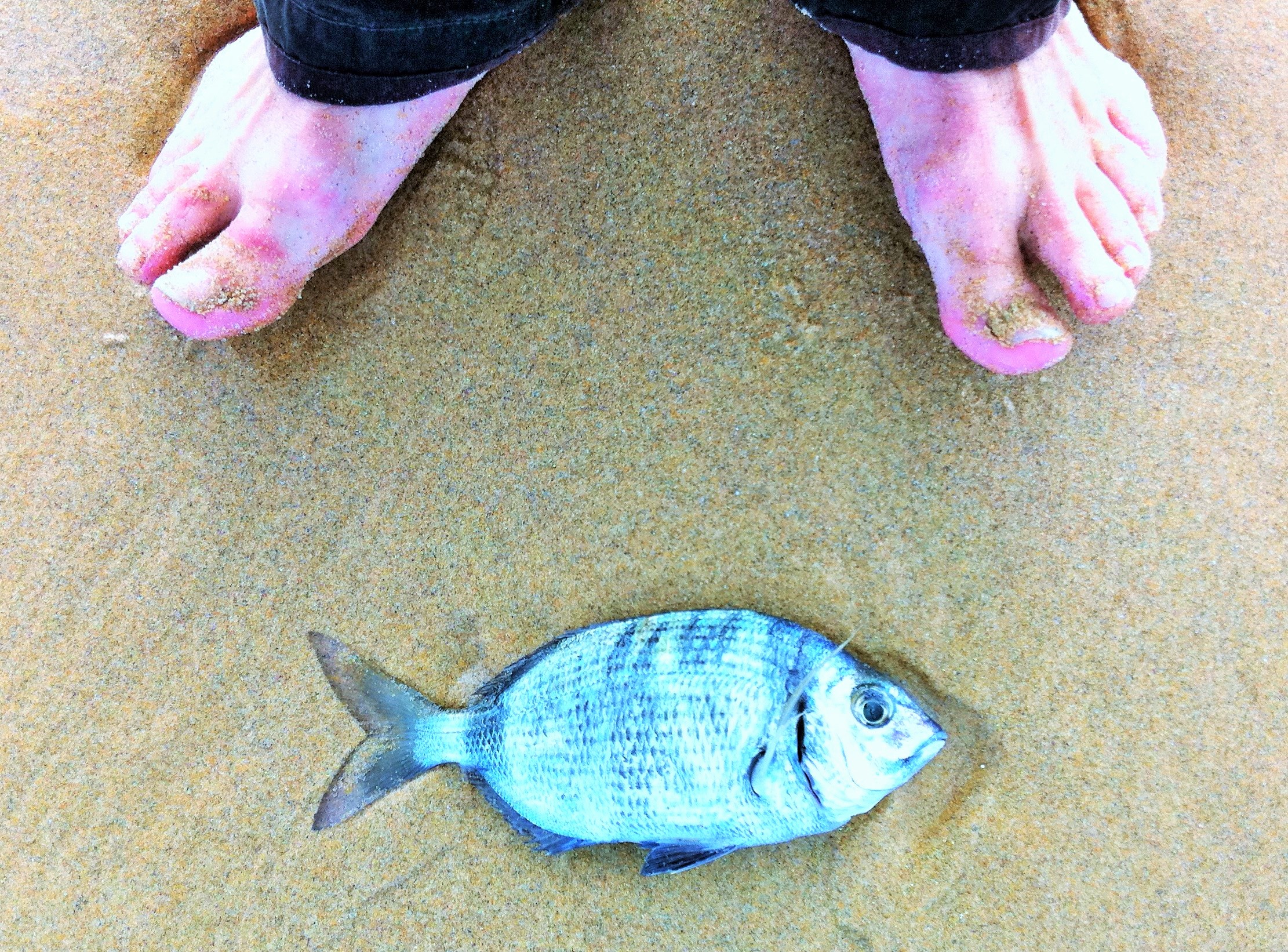 Адвент по-исландскиДевятый из Йоласвейнаров