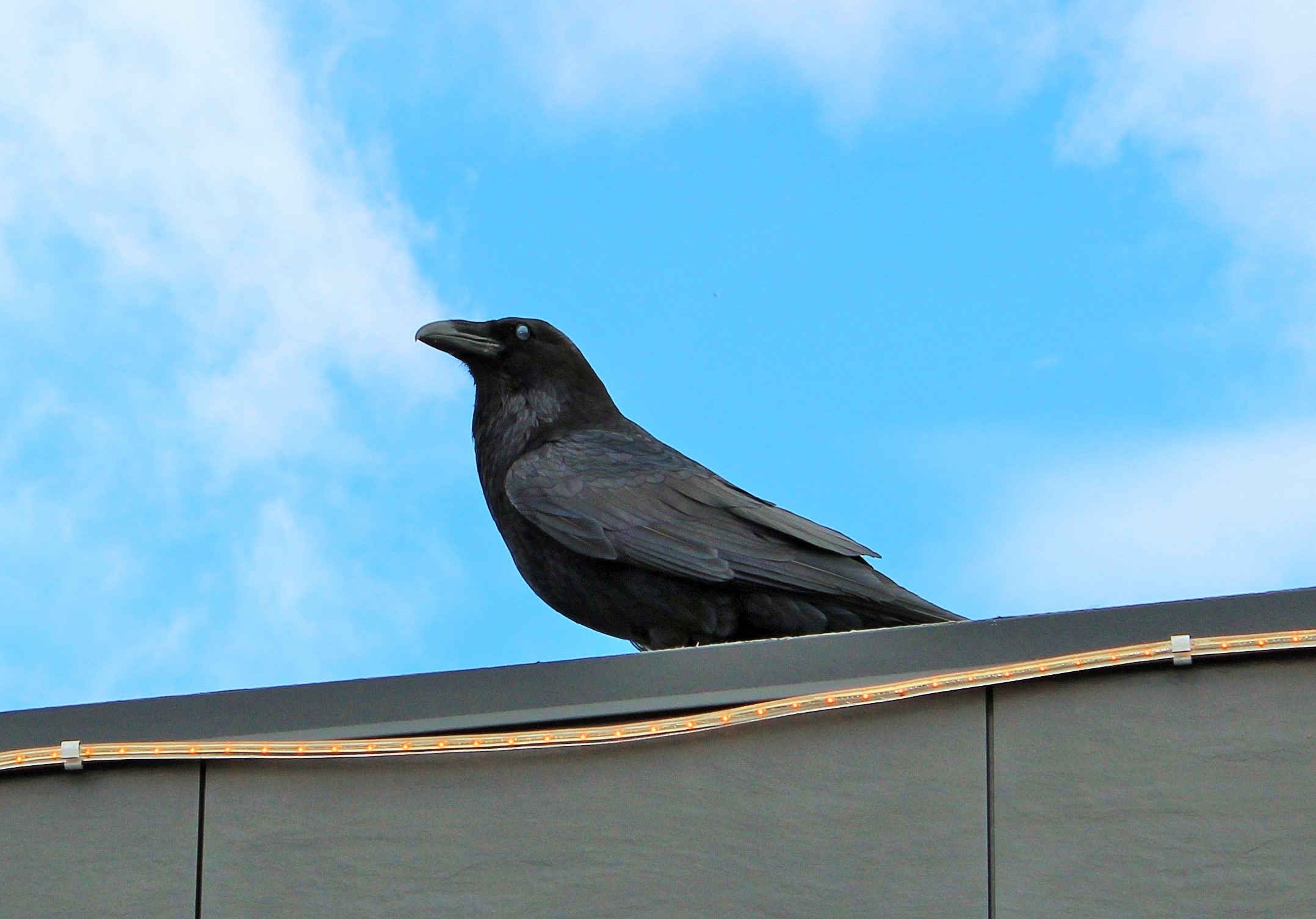 Óðinn в поле не воинВороны и воины