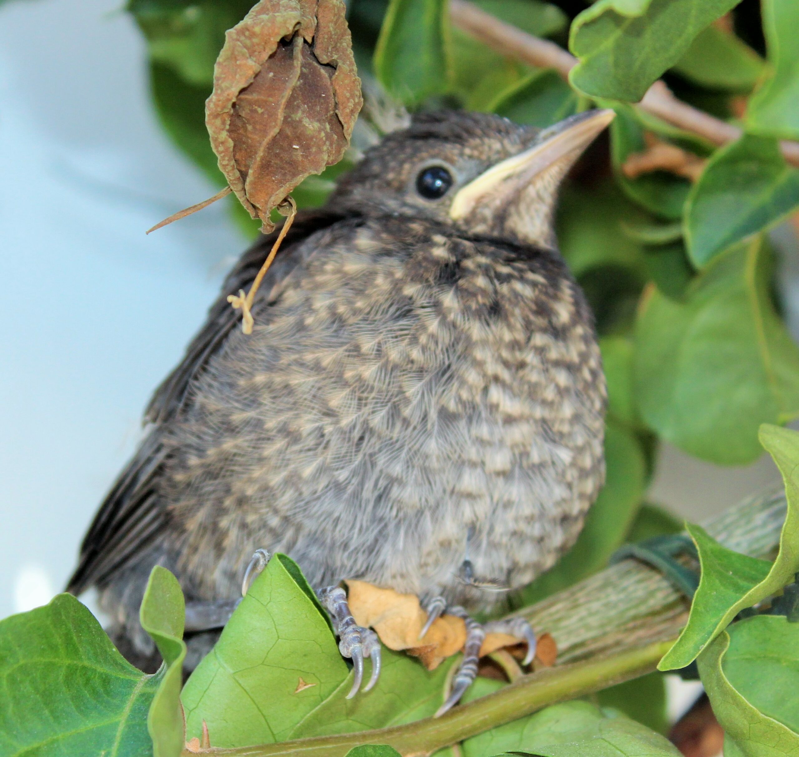 Битлаптиц обыкновенныйBlackbird singing in the dead of night...