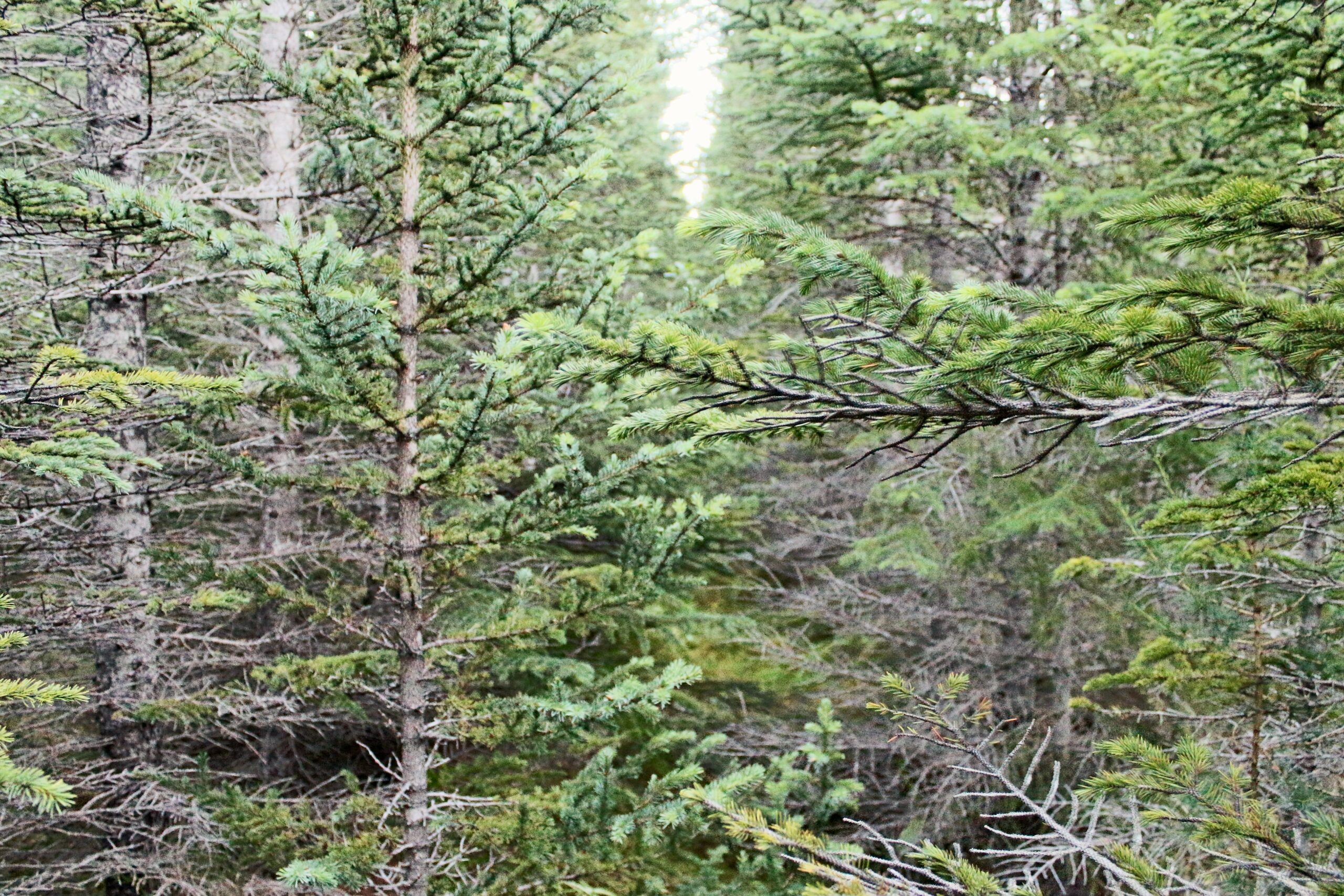 Как заблудиться в лесу и поняшкать барашкуЗаблудился в исландском лесу