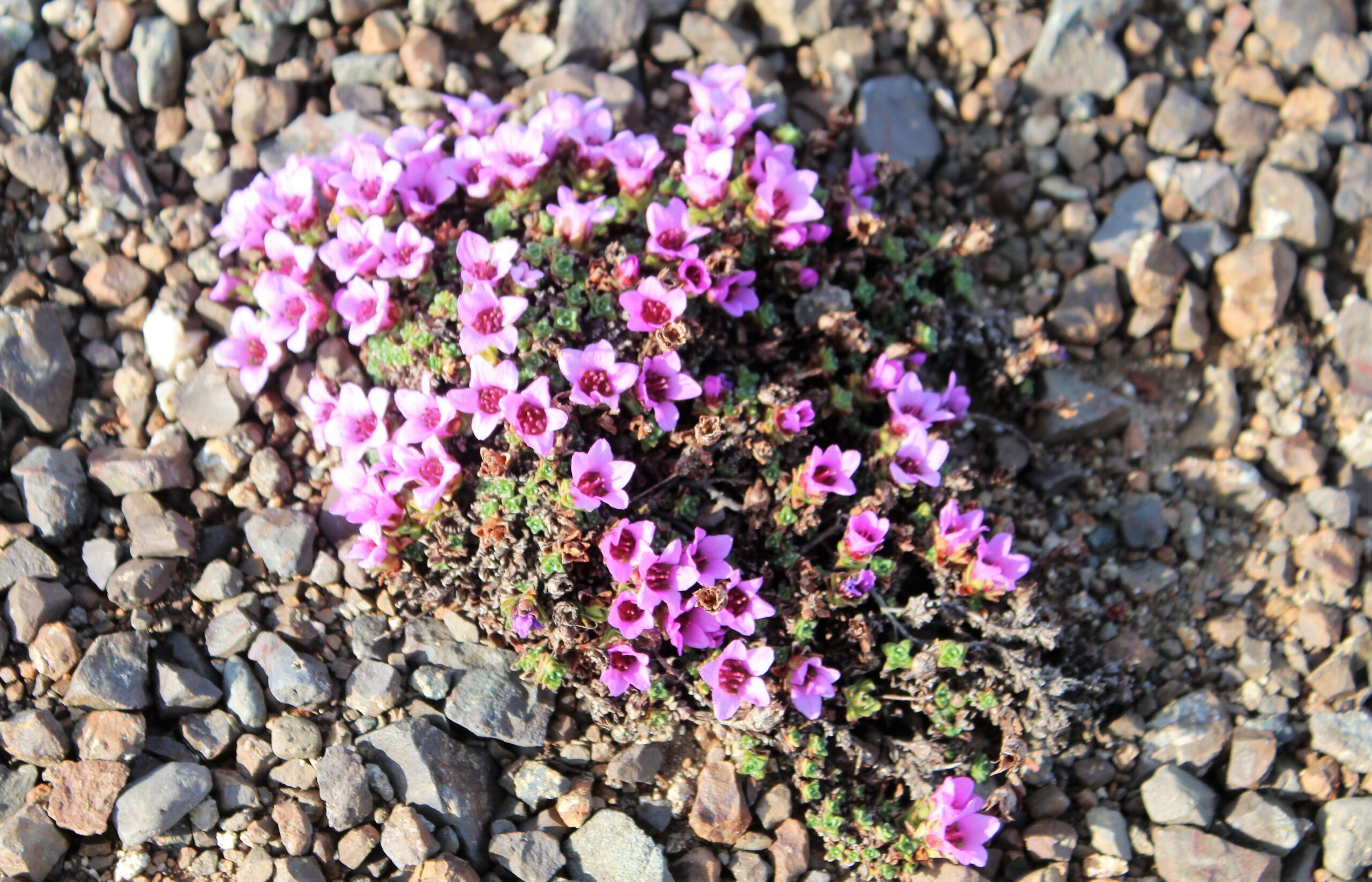 СмолёвкаНа Маёвку