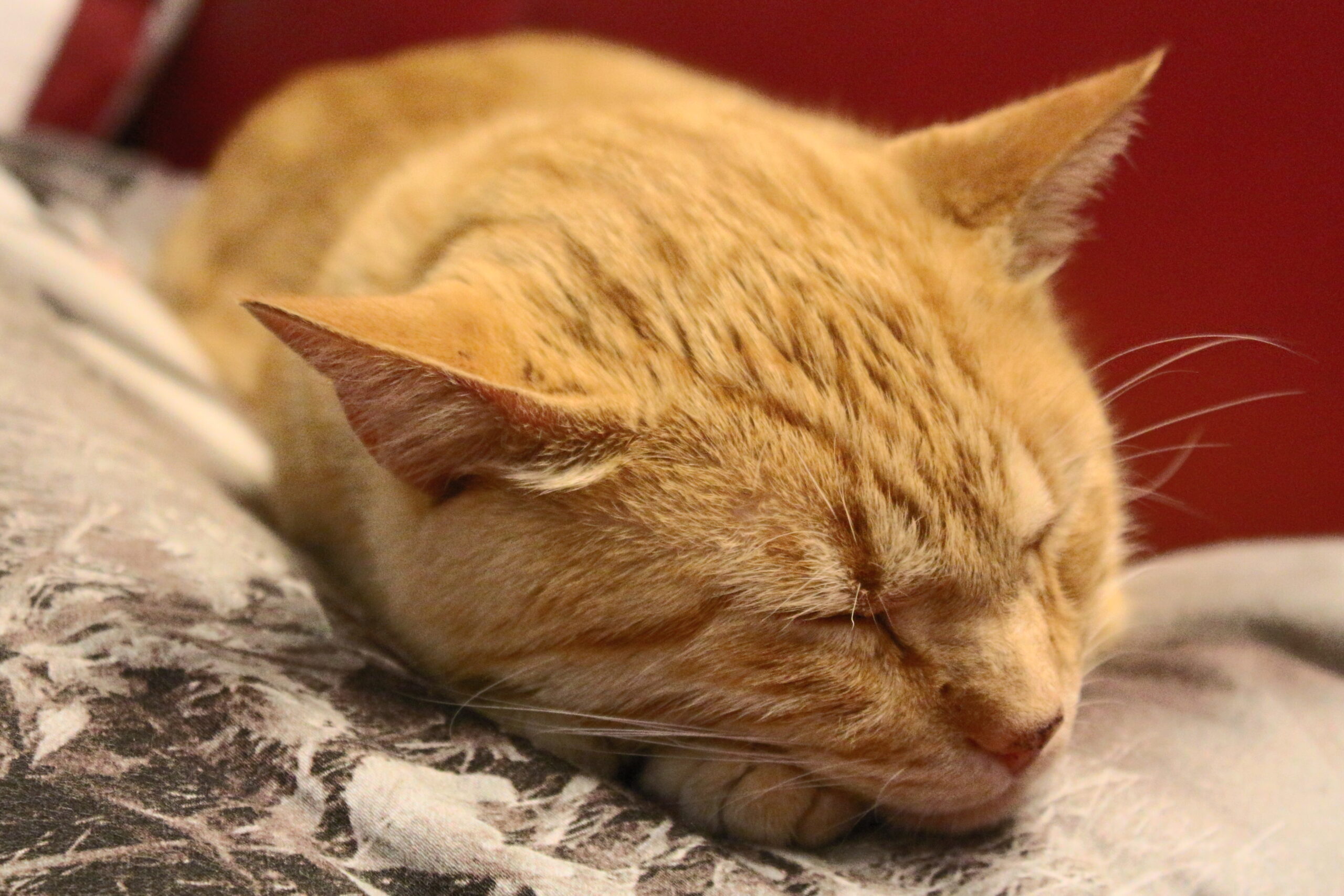 Одинокий рябинСандфедль