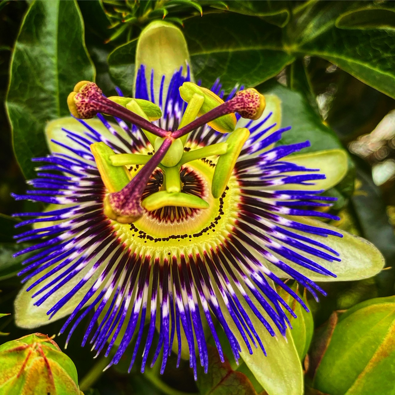 В самоизоляции родились две козыИх назвали в честь женщины-президента и королевы