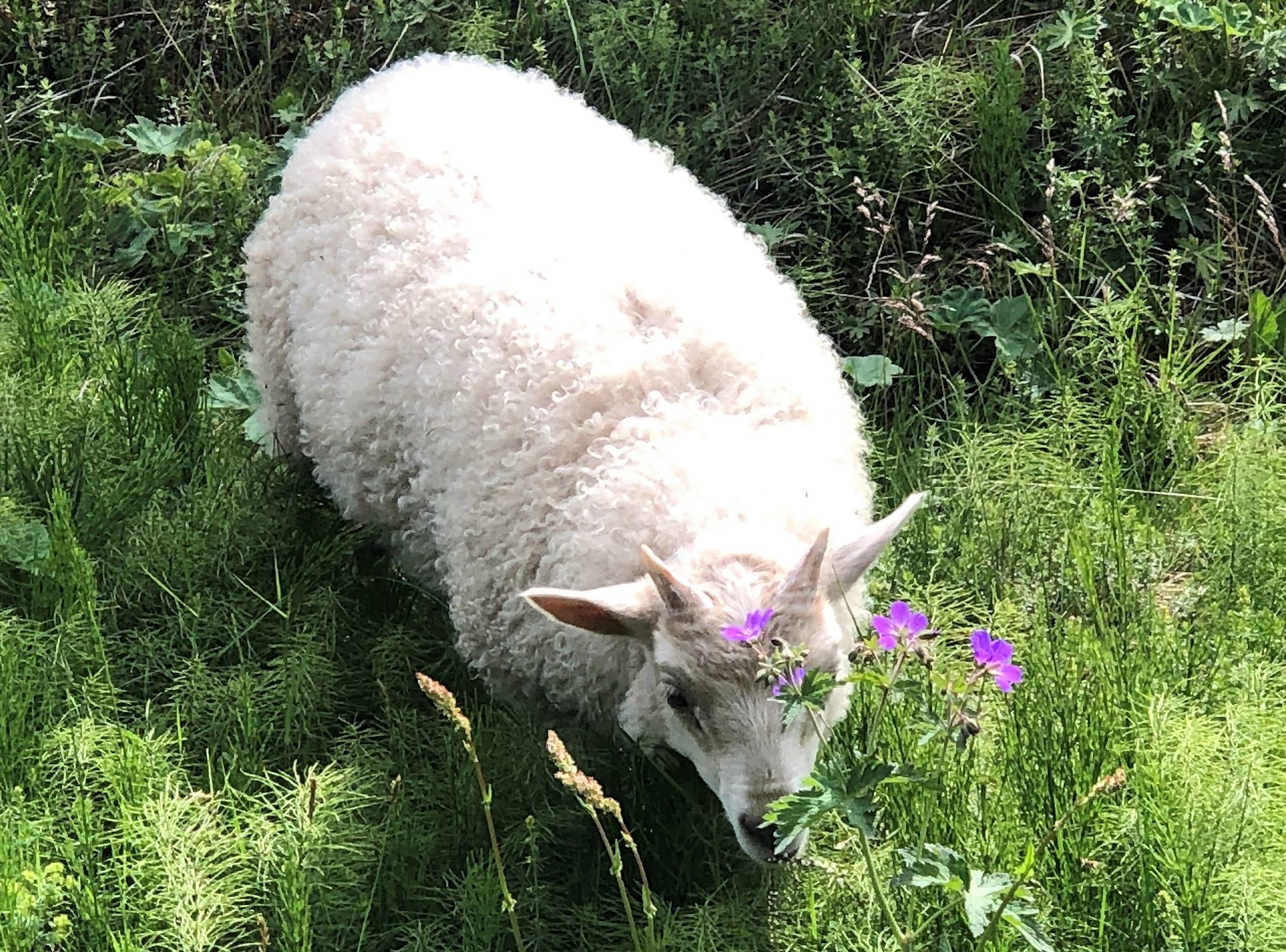 Дороже Исландии только ШвейцарияЕвростат о ценах на мясо в 30 странах