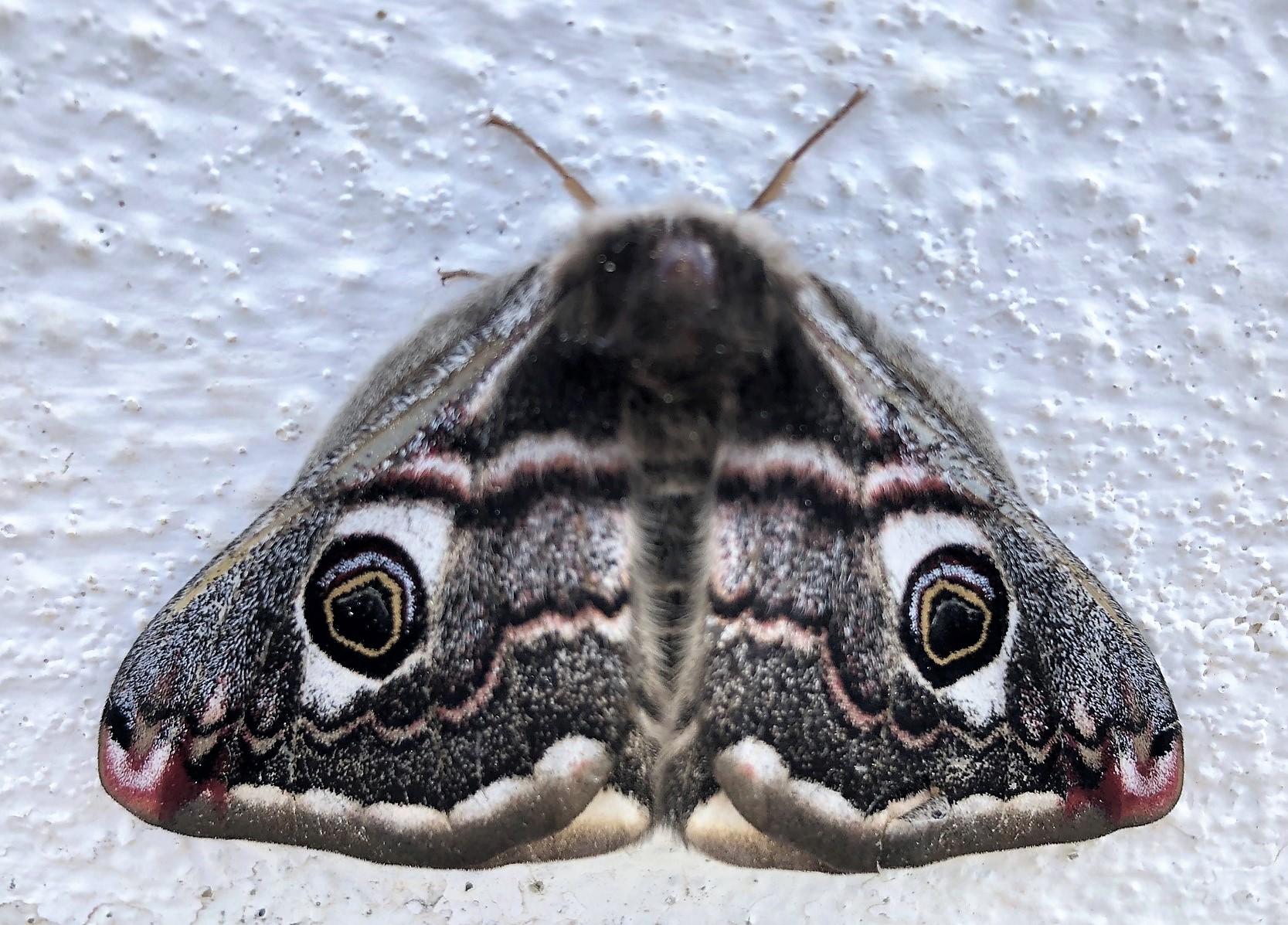 Франкенштейн и вулканыДебайронизация Синтры