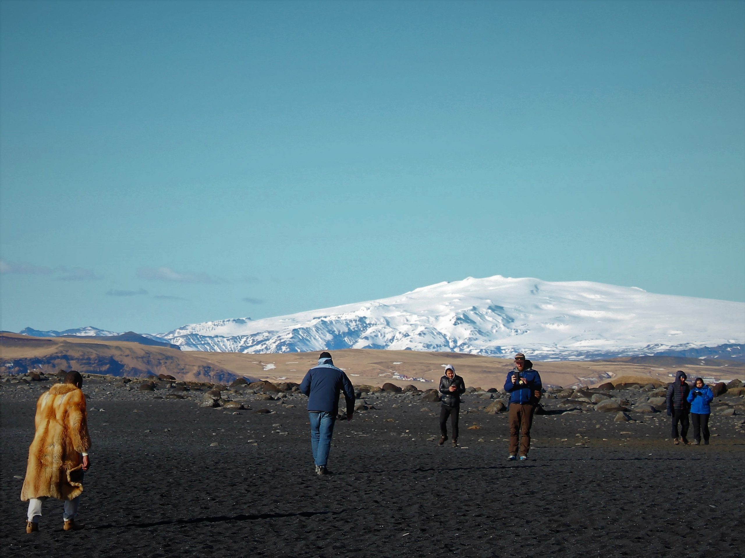 Исландия будет сканировать… песцовПесец датским норкам
