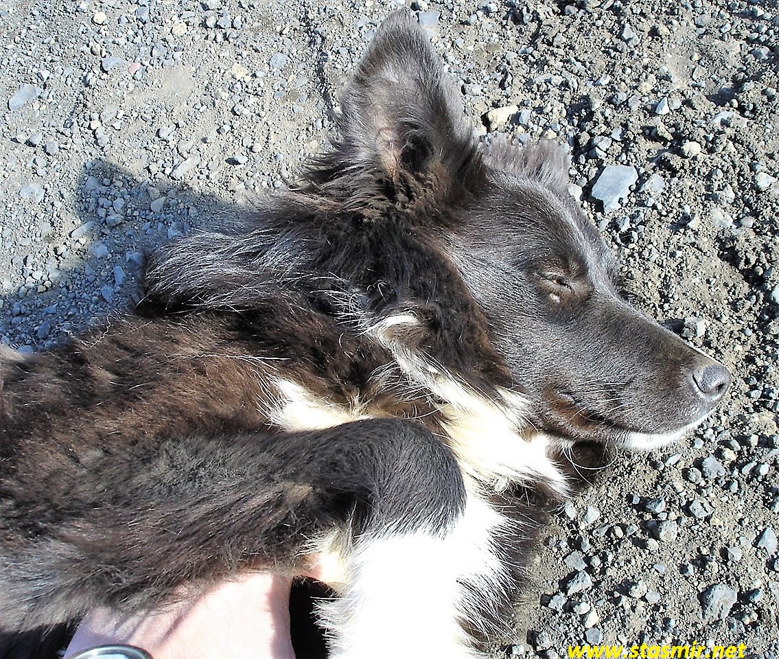 Самая знаменитая собака в ИсландииПёсики Ньюз