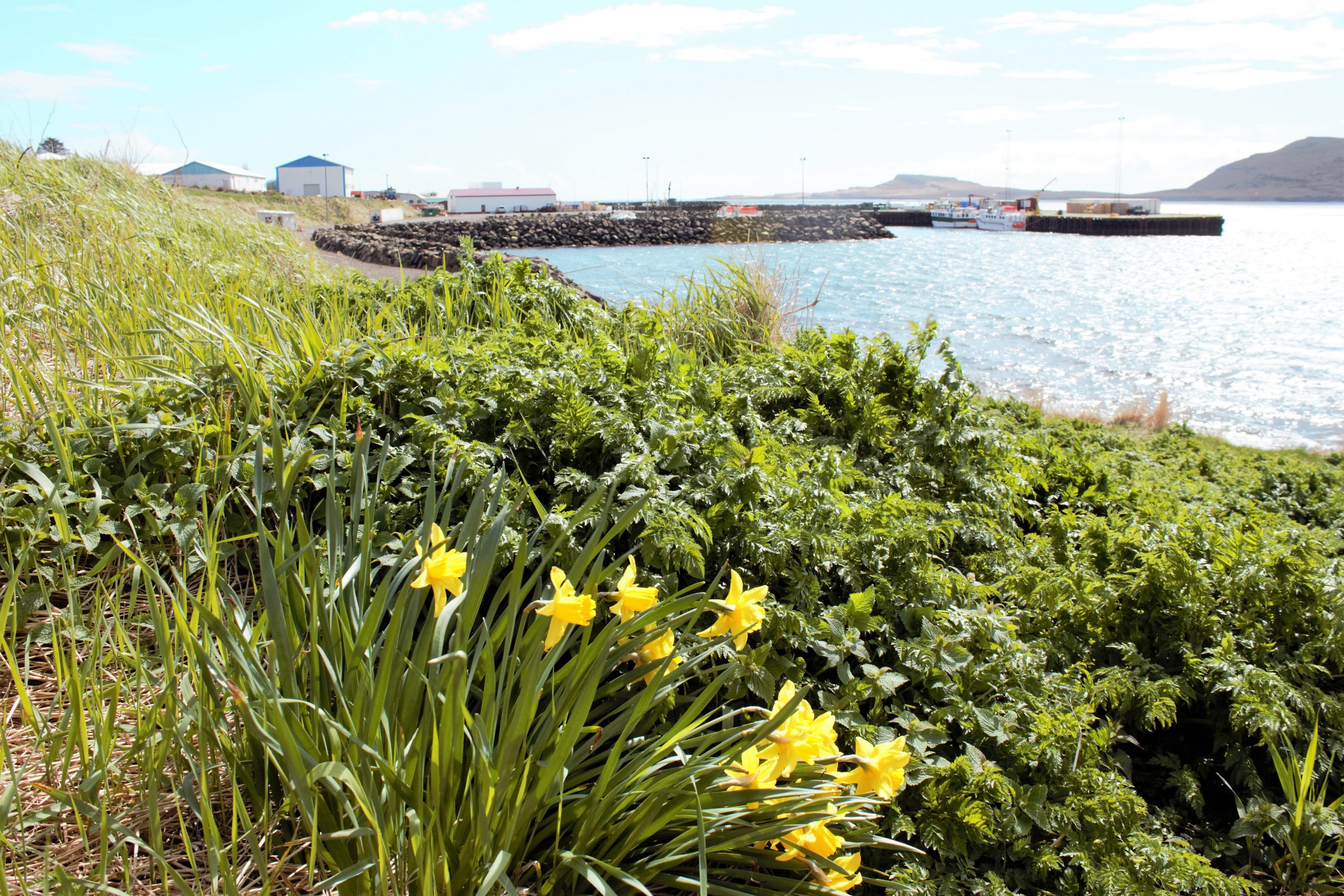 Самое теплое место в Исландии и первый темнокожий исландецВосточные фьорды 2