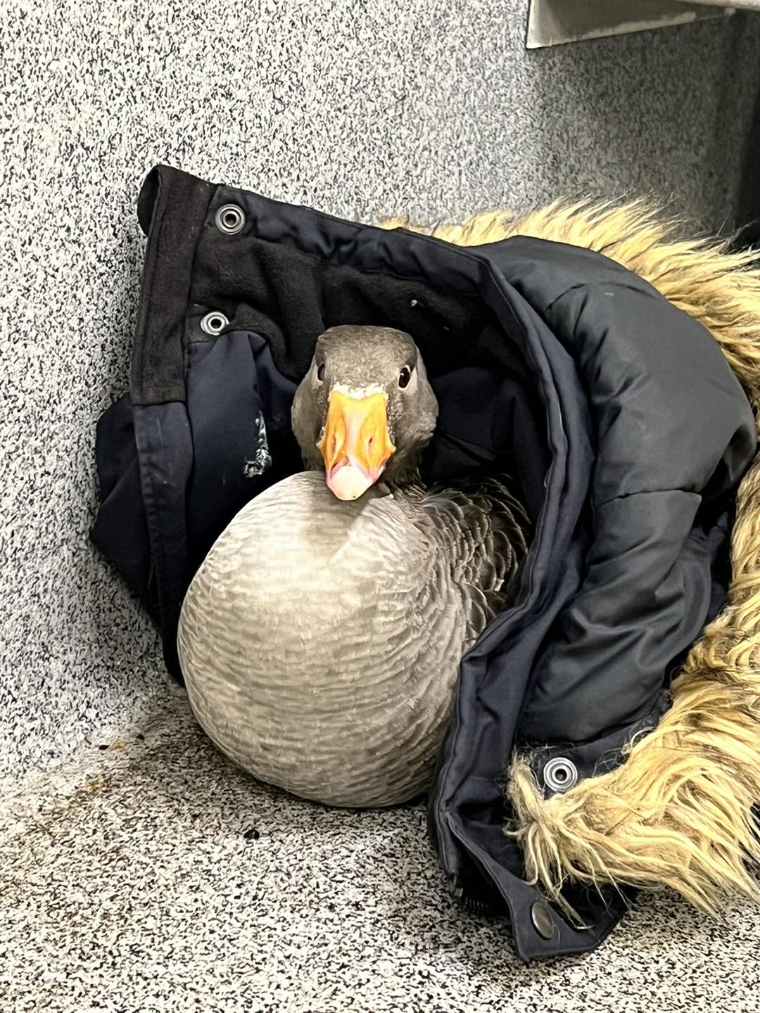 Нетипичные холода в ИсландииГусыня и самаритянин