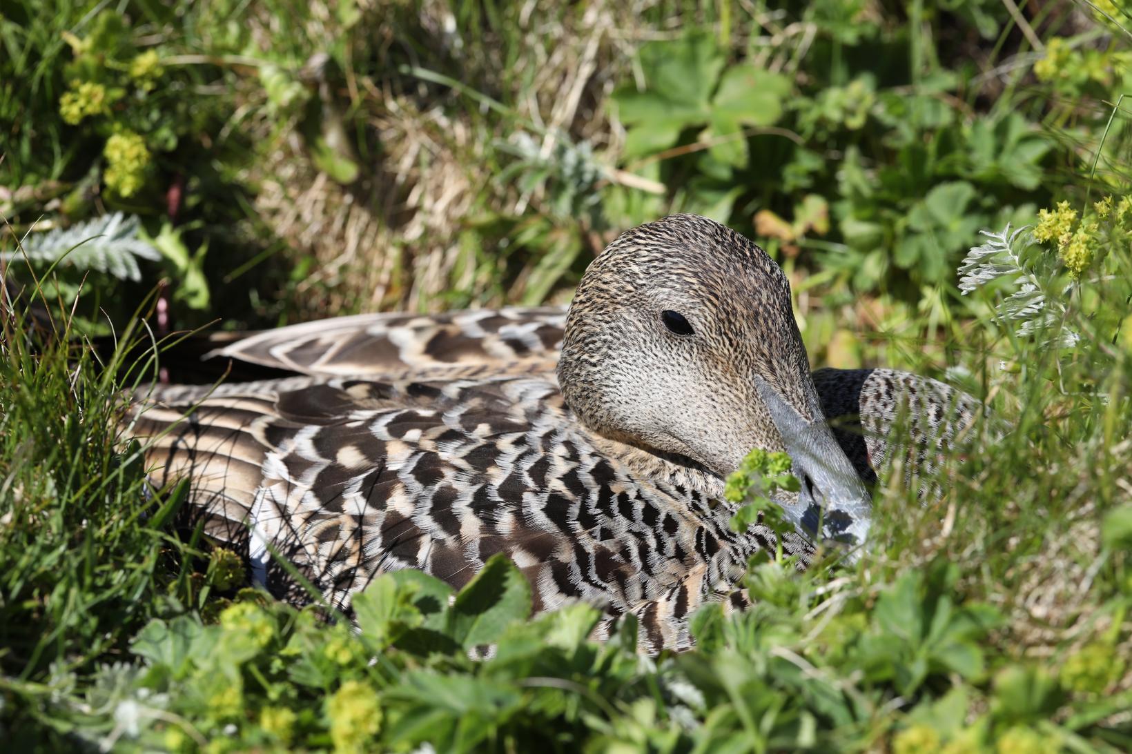 Исландский кокаин: гагачий пухМолодой фермер против системы