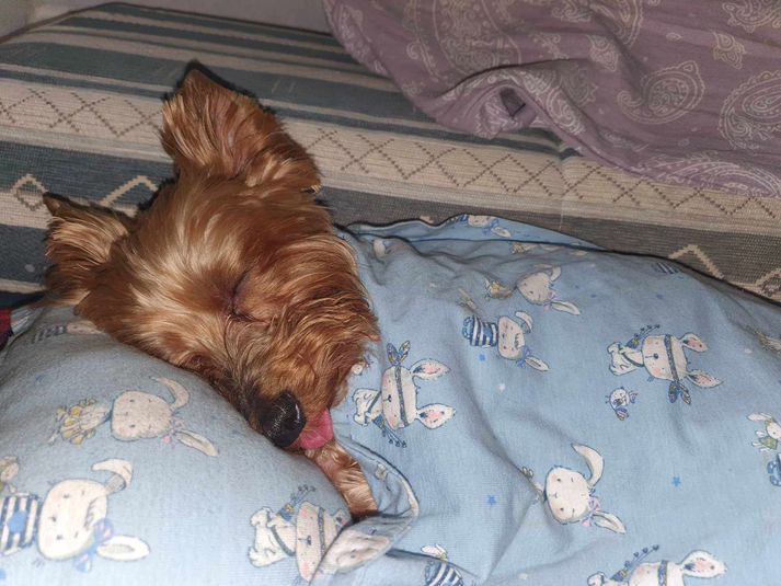 Двое в автодоме, не считая собакиFiat Ducato и ода авто-кочевникам